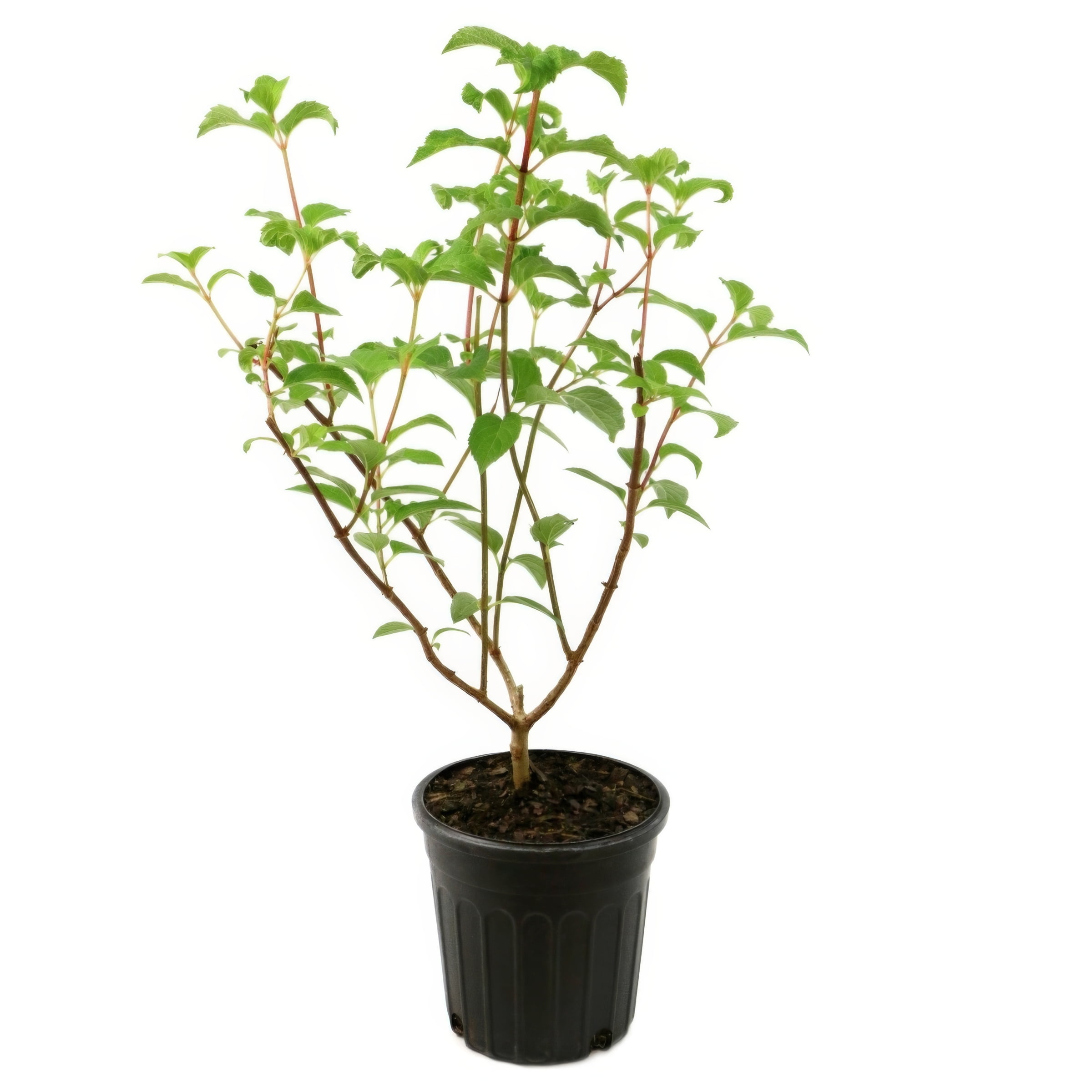 1 gal. Hydrangea Little Lotte Shrub with White Flowers