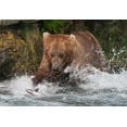 thumbnail image 2 of Su, Keren 32x23 Black Ornate Wood Framed with Double Matting Museum Art Print Titled - Brown Bear catching salmon at Brooks Falls-Katmai National Park-Alaska-USA, 2 of 4