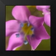 thumbnail image 2 of Popcorn 12x12 Black Modern Framed Museum Art Print Titled - Purple Flower Blue Anthers I c, 2 of 5