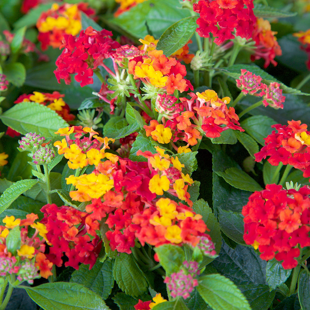 Red Little Lucky Lantana (2.5 Quart) Flowering Deciduous Perennial with ...