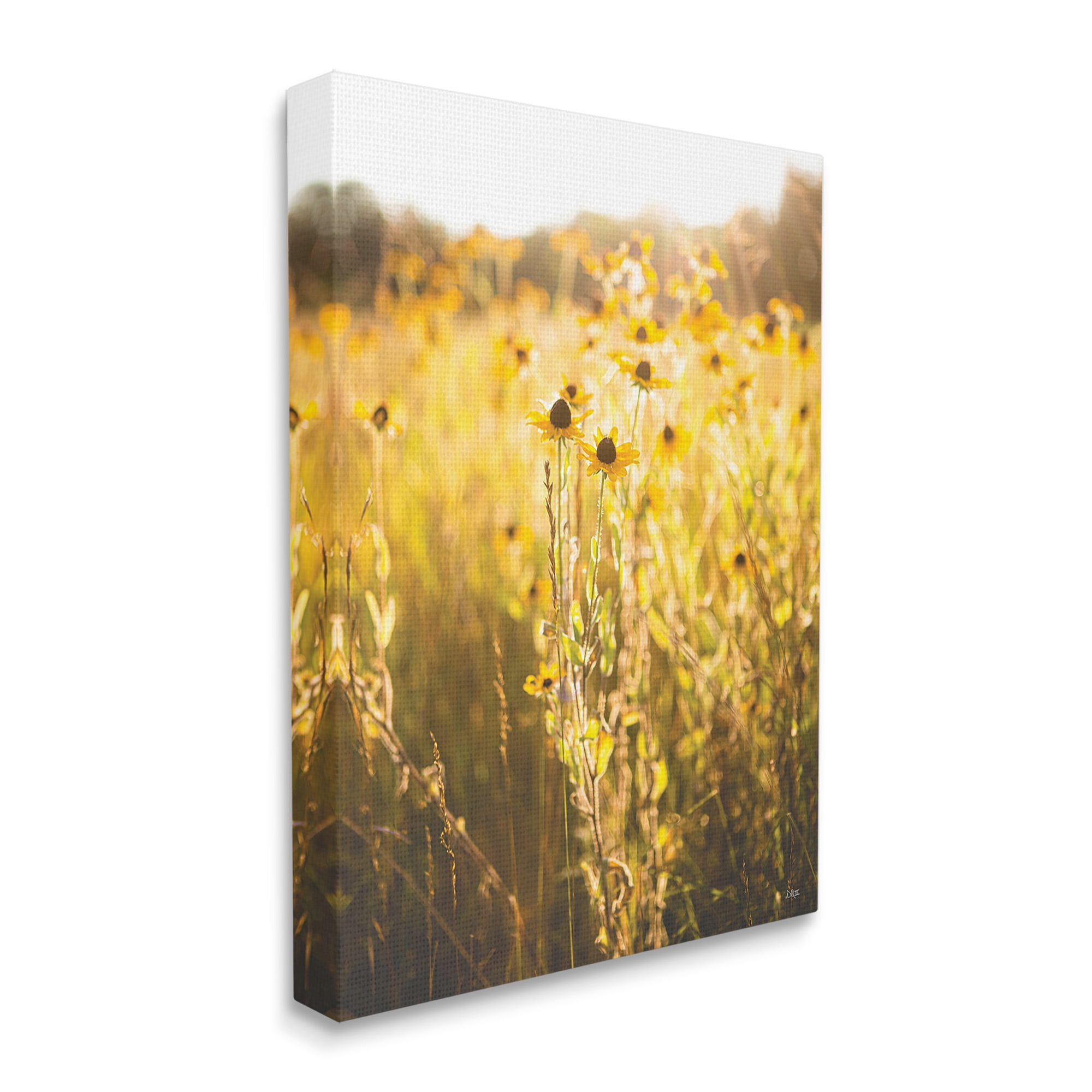 Stupell Industries Sunlit Daisy Meadow Landscape Photography Gallery Wrapped Canvas Art Print Wall Art, 24 x 30