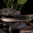 thumbnail image 4 of Serpiente de goma Mordaza realista Regalos Serpiente divertida de plástico 47 pulgadas, 4 of 4