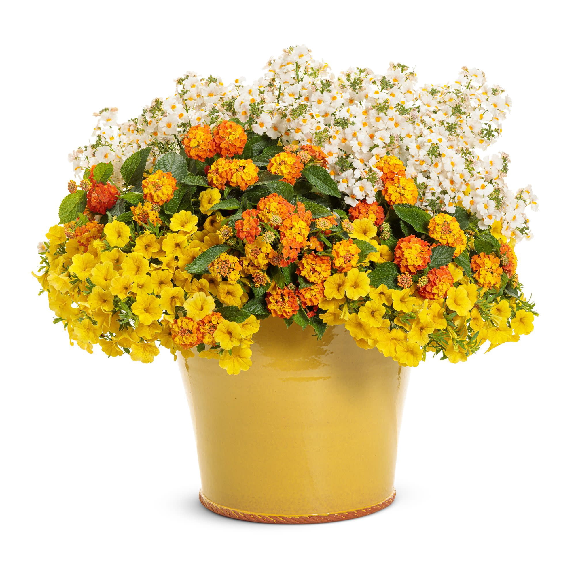 Proven Winners 4" White Sunsatia Coconut Nemesia Live Plant in 4.25" Pot (4 Count)