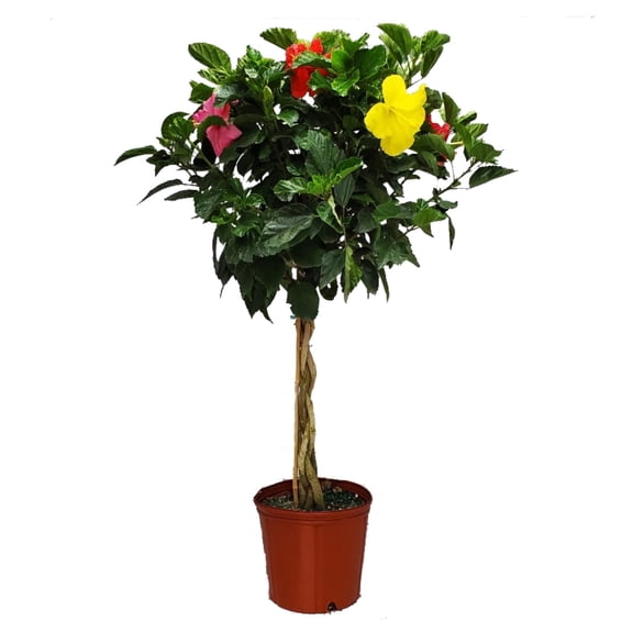 Tropical Plants of Florida 36" to 42" Braided 3 to 4 Mixed Color Hibiscus Tree, 10 in Grower Pot, 1 Count, Attract Bees
