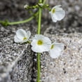 thumbnail image 3 of Van Zyverden Woodland Plant Skeleton Flower 1 Root White Partial Shade Perennial Flowering 1 lb, 3 of 8
