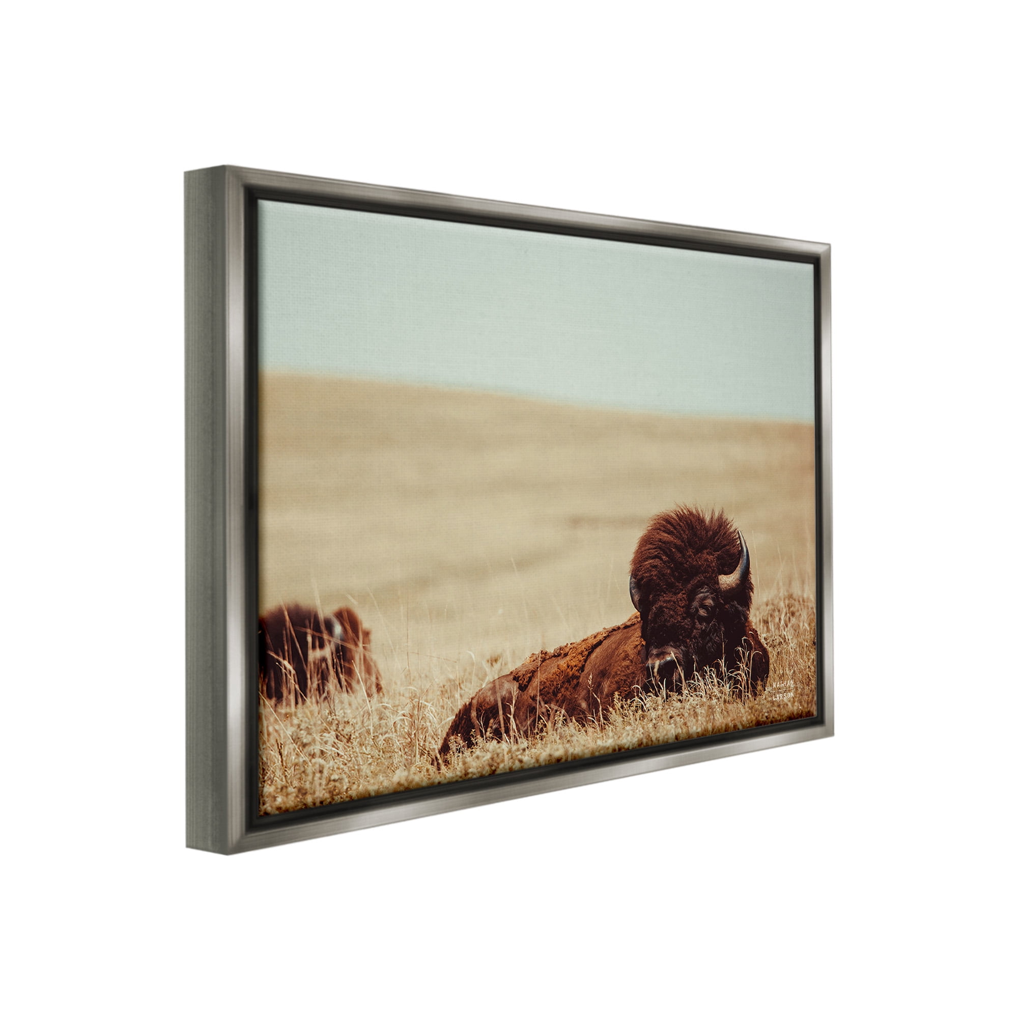 Stupell Industries Bison Relaxing in Field Animals & Insects Photography Gray Floater Framed Canvas Art Print Wall Art, 21 x 17