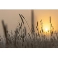 thumbnail image 2 of The Yellowstone Collection 18x13 Gold Ornate Wood Framed with Double Matting Museum Art Print Titled - Backlit Grasses at Sunrise, Yellowstone National Park, 2 of 4