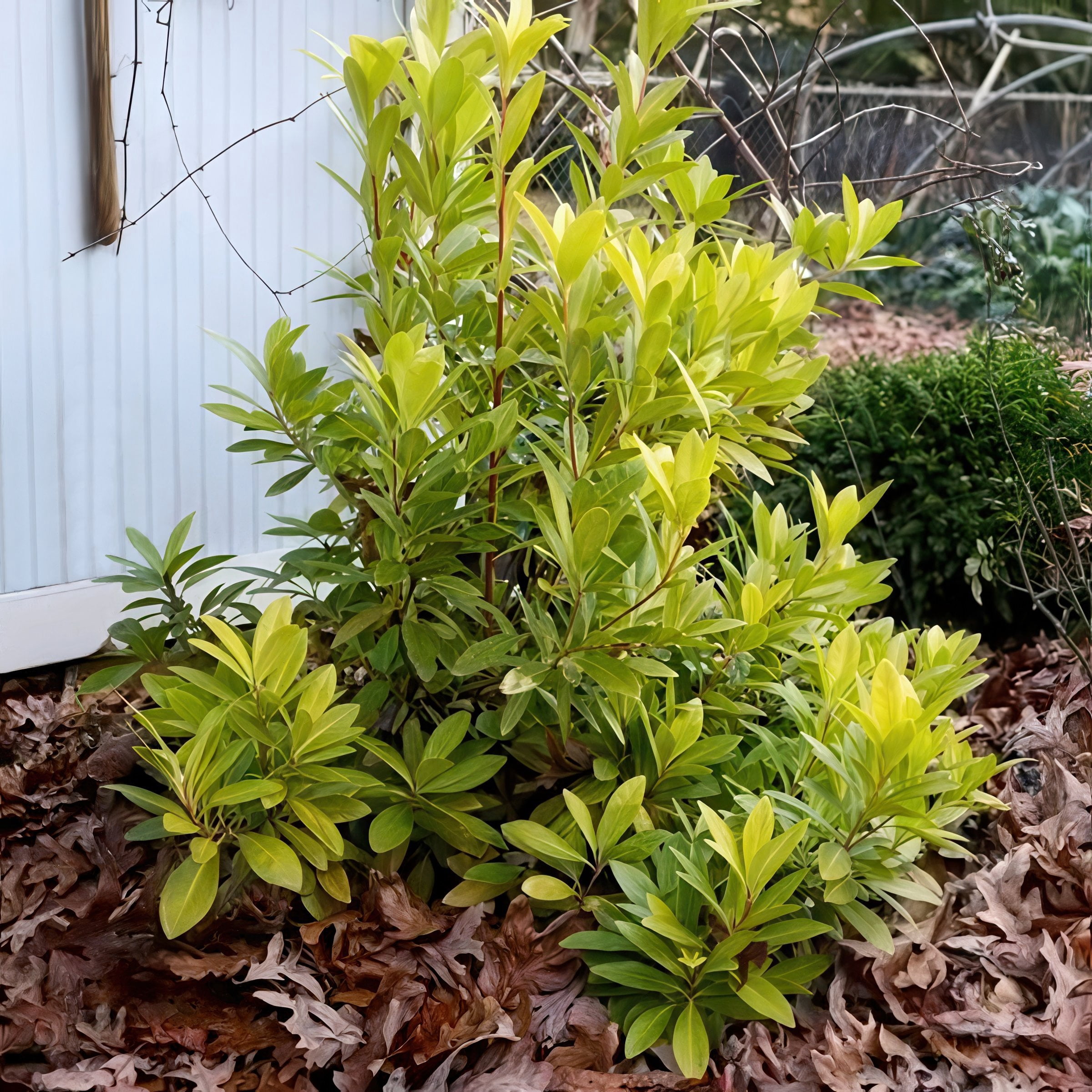 National Plant Network 3 gal. Illicium Florida Sunshine