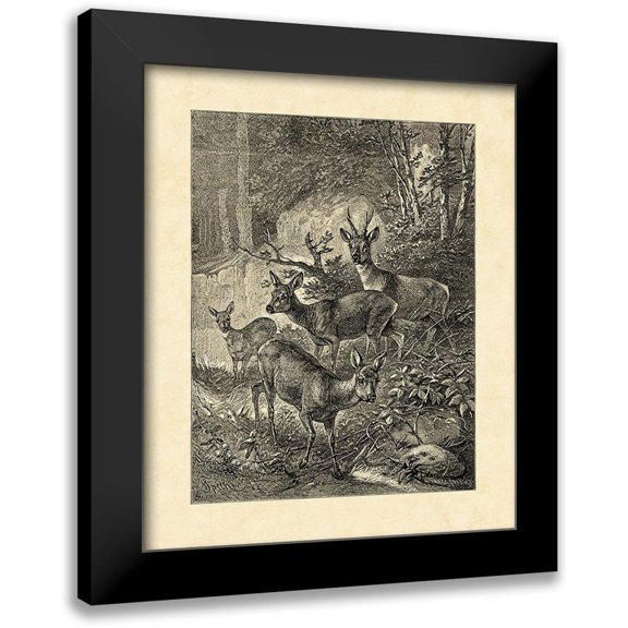 Specht, Friedrich 12x14 Black Modern Framed Museum Art Print Titled - Vintage Roe Deer I