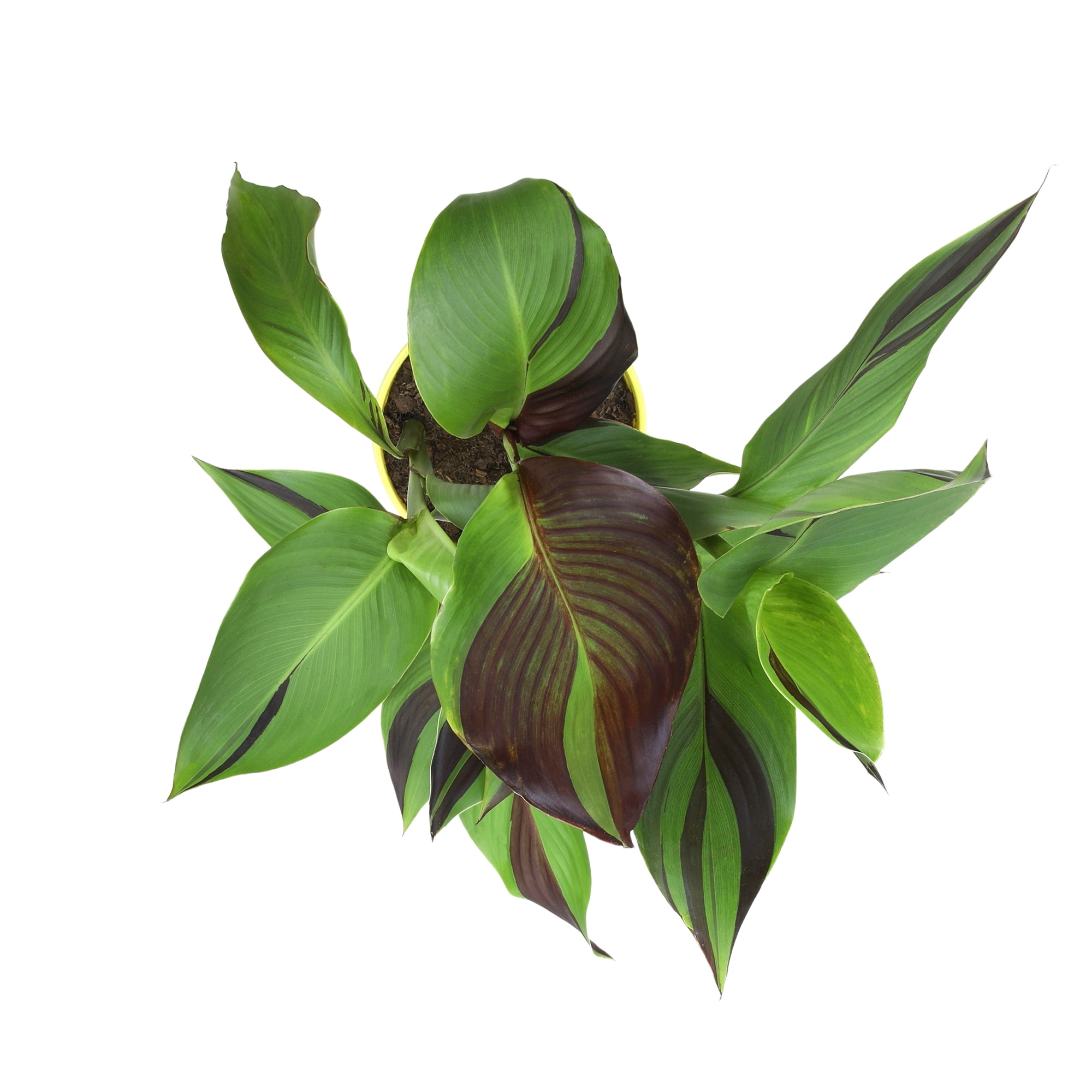 Altman Plants Kaleidoscope Canna Lily | 4qt. Grow Pot; Full Sun | Flowering Perennial, Outdoor Plant