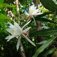 thumbnail image 2 of Easy to Grow 2 Epiphyllum Orchid Cactus Queen of the Night Succulent Plants, Indoor Outdoor, 2 of 3