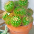 thumbnail image 5 of Balloon Cactus, Parodia Magnifica, Live Plant in 4" pot, 5 of 5