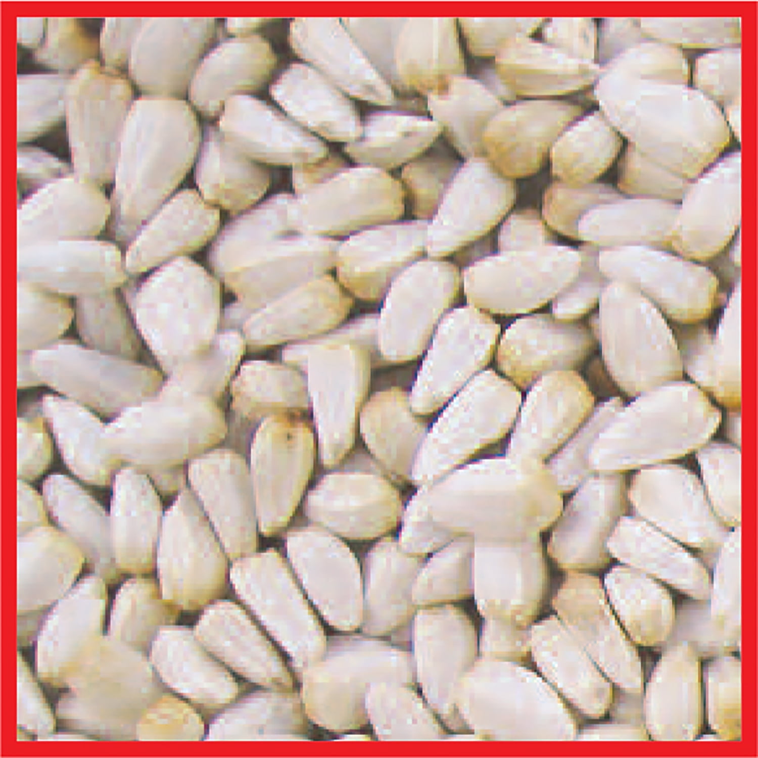 Cole's SA05 Safflower Bird Seed, 5-Pound