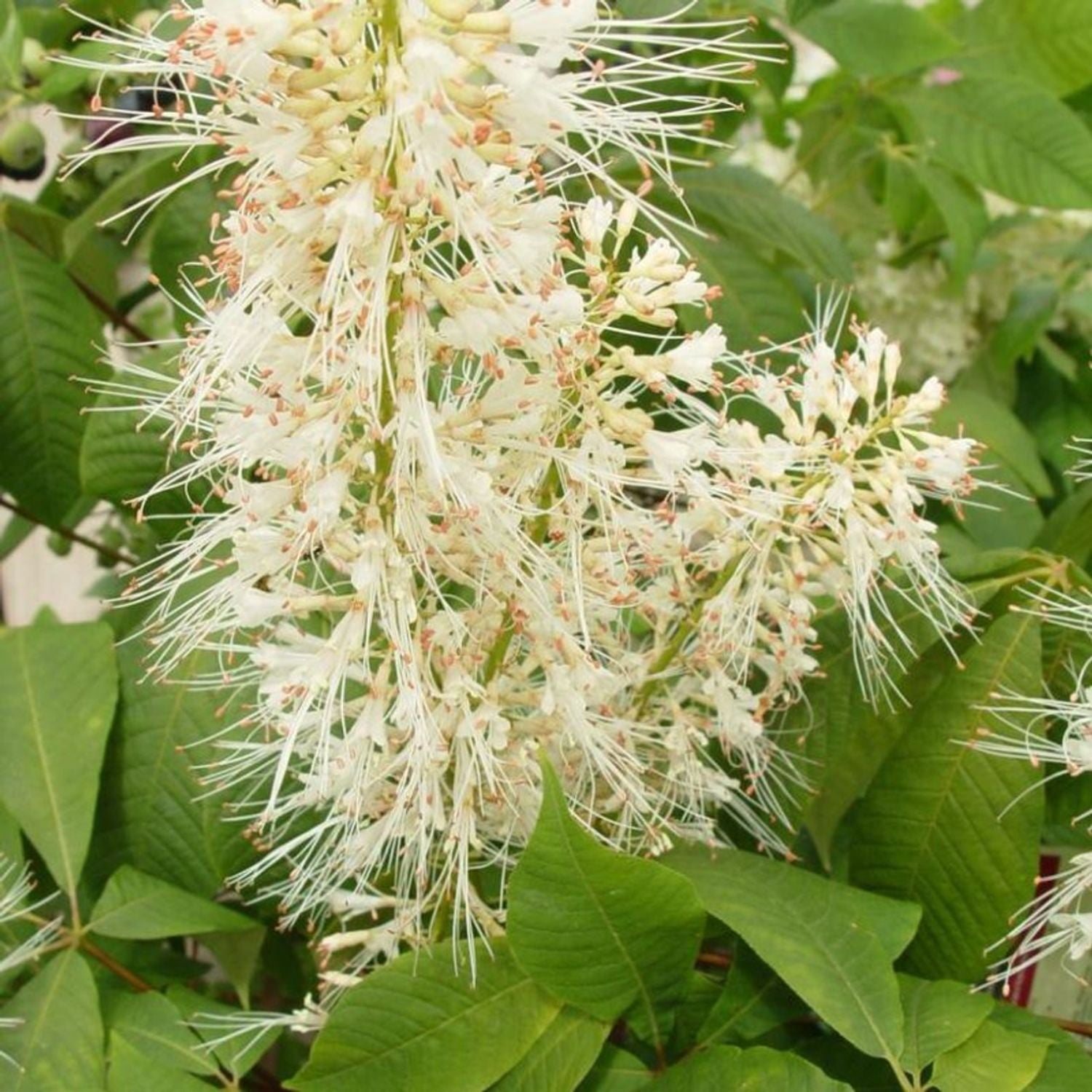 Expert Gardener 1-2' Buckeye Bottlebrush 1 gal. Grower Pot