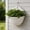Beige, variant on SDJMa 8 Inch Wall Hanging Planter, Half Round Plastic Flower Pot with Woven Design, Small Plant Pot for Indoor Outdoor Plants Home Patio Balcony Decor
