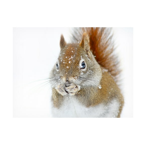 Mircea Costina 'Christmas Squirrel' Canvas Art
