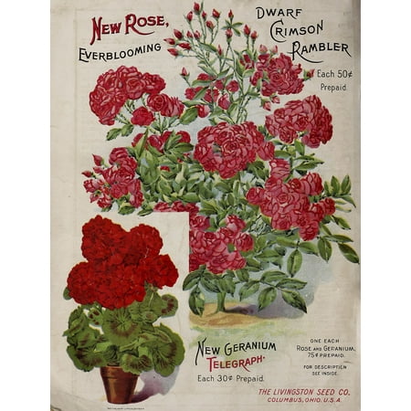 Geraniums-VINAPP131523 Framed Print 20"x15.25" by Vintage Apple Collection in a Unframed (Print Only)