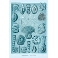 thumbnail image 2 of Haeckel, Ernst 23x32 White Modern Wood Framed Museum Art Print Titled - Haeckel Nature Illustrations: Talamophora, Formanifera, Rhisopods - Blue-Green Tint, 2 of 4