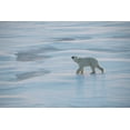 thumbnail image 2 of Hopkins, Cindy Miller 18x13 Black Ornate Wood Framed with Double Matting Museum Art Print Titled - Norway-High Arctic Underweight polar bear on sea ice at dusk, 2 of 4