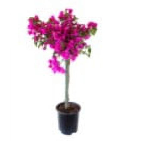 Island Blooms Qt Bougainvillea