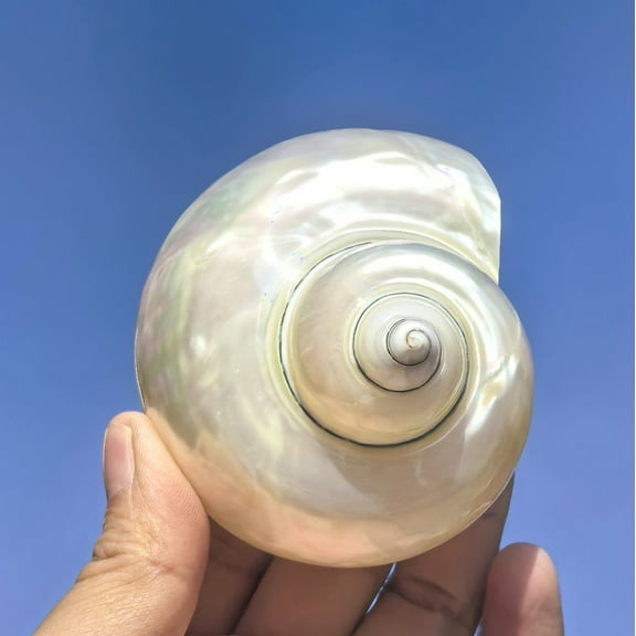 Large Turbo Shell 10 to 11cm Natural Sea Shell Spiral Conch Hermit Crab Replacement Aquarium Decor Opening 5cm