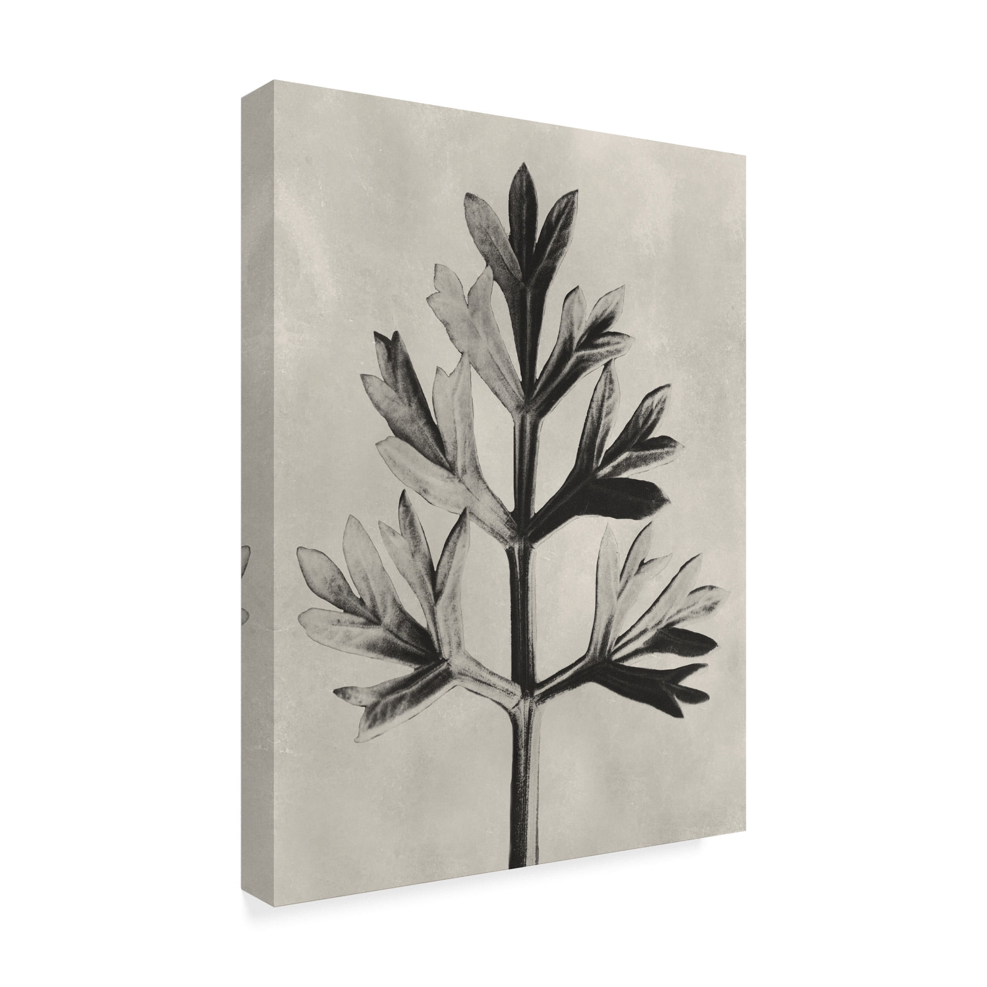 UA CH Blossfeldt Botanical I' Canvas Art by Karl Blossfeldt