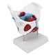 thumbnail image 4 of Modelo de pelvis femenina coloreada, modelo de anatomía del suelo pélvico modelo de anatomía del suelo pélvico modelo anatómico pélvico femenino valor inmejorable, 4 of 8
