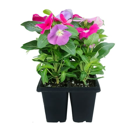Expert Gardener 4PK Pink Red White Vinca Live Plant