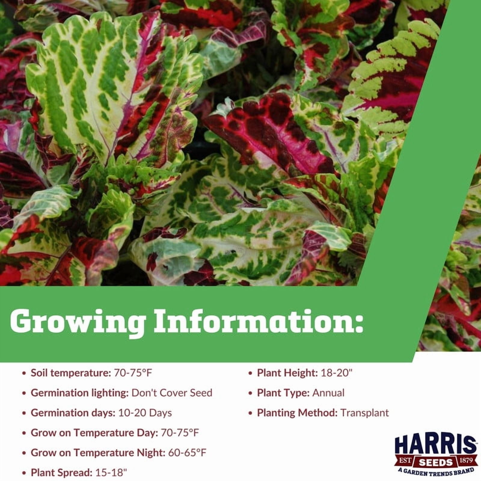 Harris Seeds Coleus Kong Seed - Thumbnail 5