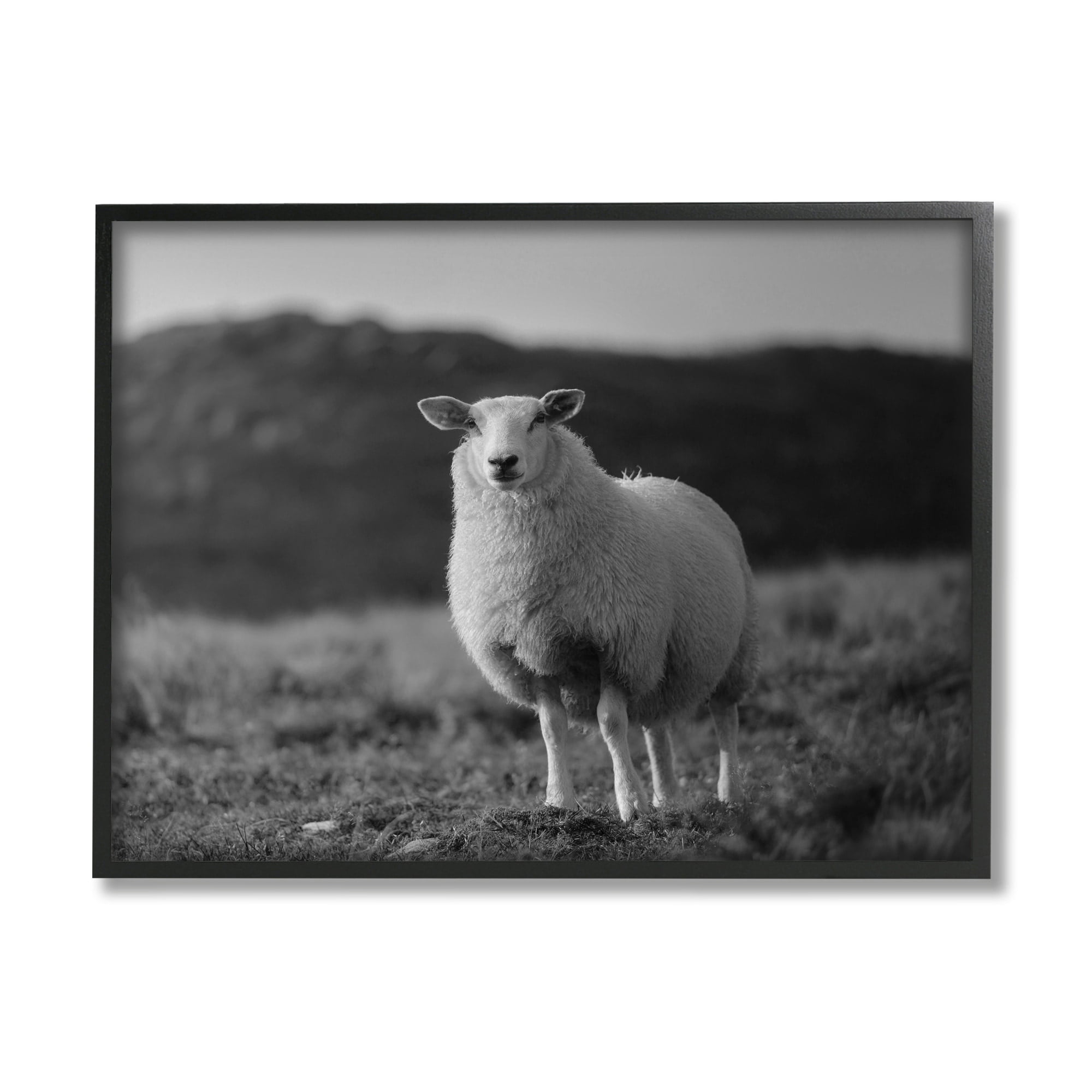 Stupell Industries Sheep In Rural Country Field Animals & Insects Photography Gray Framed Art Print Wall Art