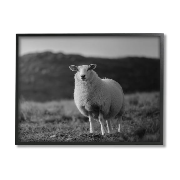 Stupell Industries Sheep In Rural Country Field Animals & Insects Photography Black Framed Art Print Wall Art
