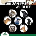 thumbnail image 3 of Wildlife Elements Peanut Party Raw In-Shell Peanuts – Natural, Nutrient-Rich Wildlife Food for Birds, Squirrels & Waterfowl, 25lb, 3 of 5