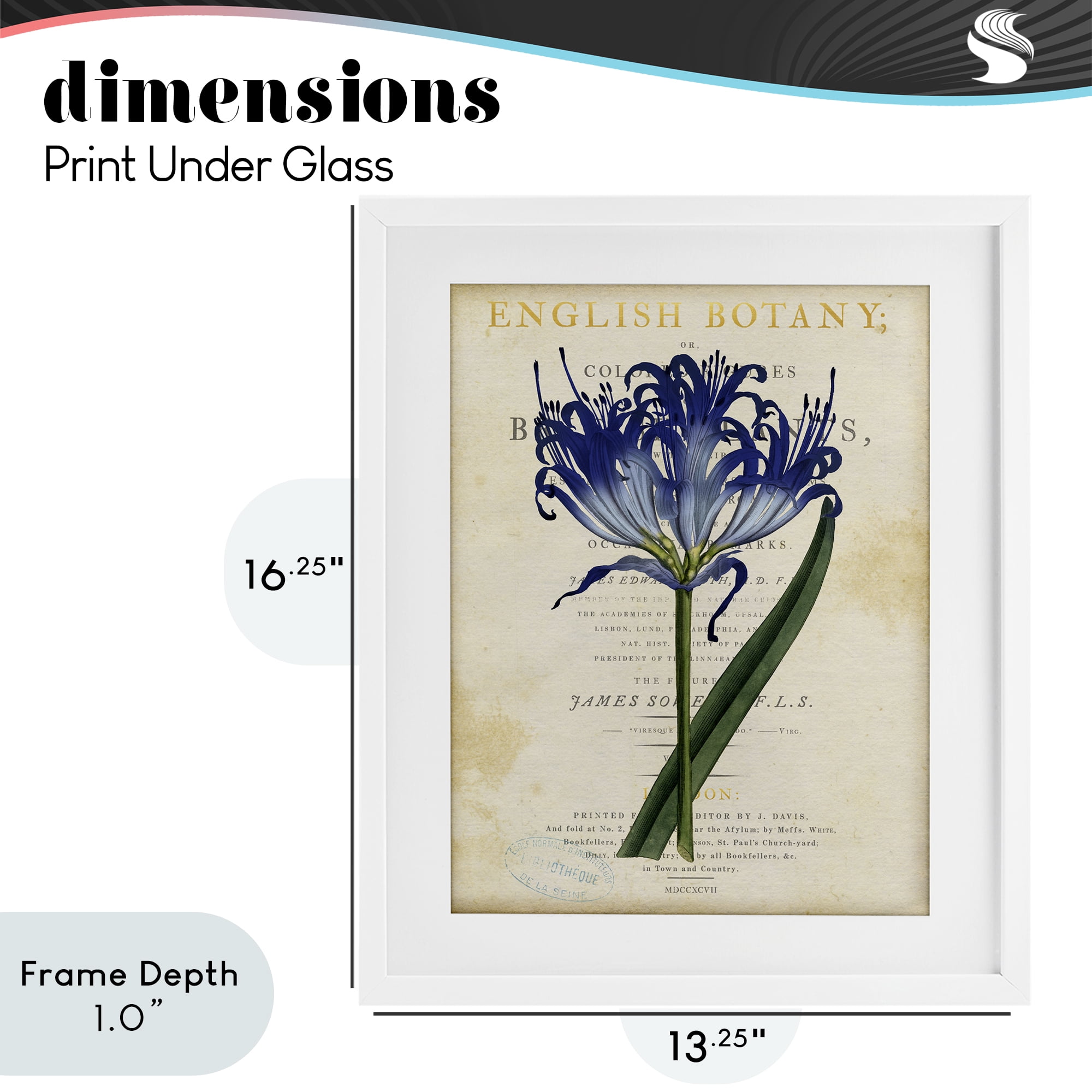 Stupell Industries English Botany Blue Floral White Framed Print Under Glass, design by Susan Arnot