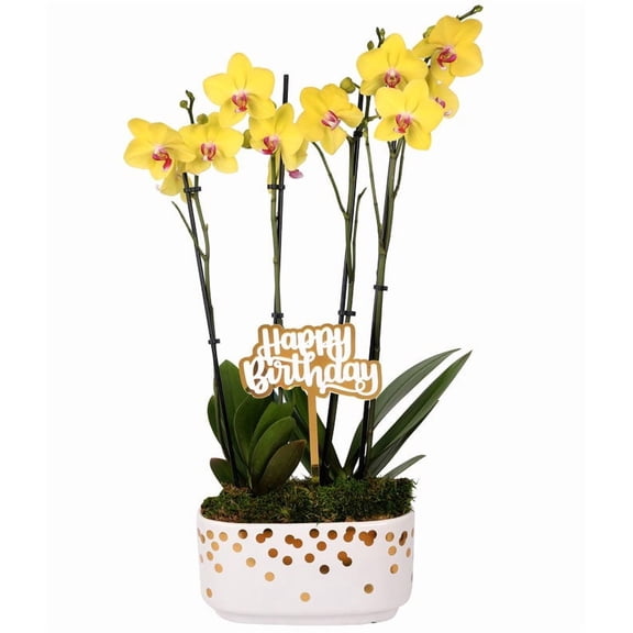 From You Flowers - Cheerful Yellow Birthday Orchid