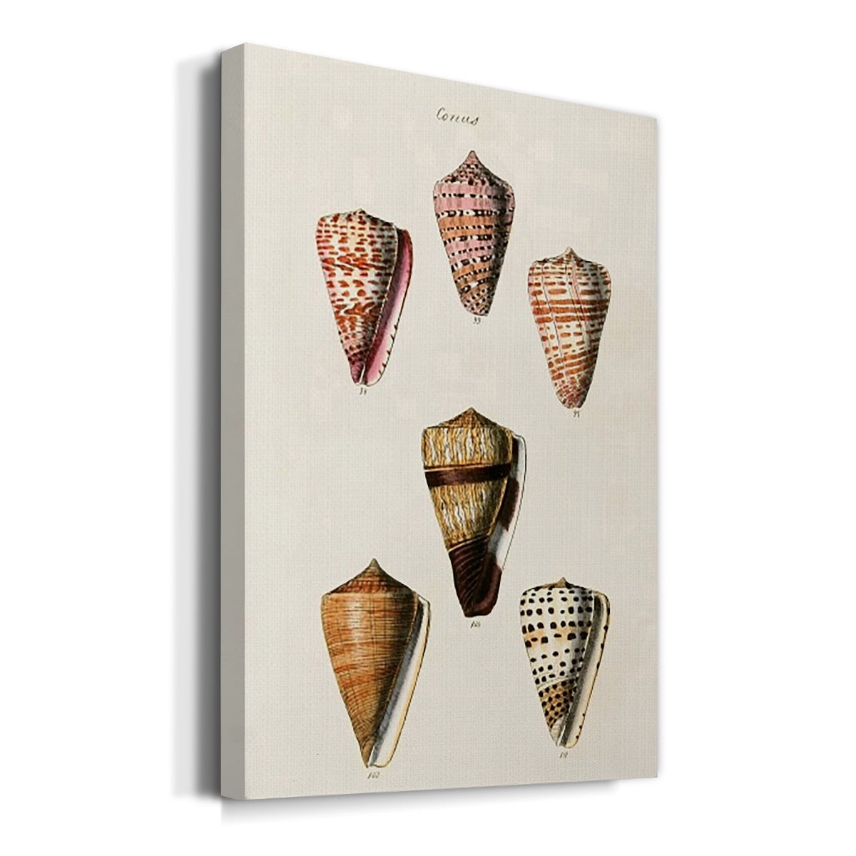 Cone Shell Collection IV Premium Gallery Wrapped Canvas - Ready to Hang