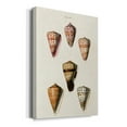 thumbnail image 2 of Cone Shell Collection IV Premium Gallery Wrapped Canvas - Ready to Hang, 2 of 9