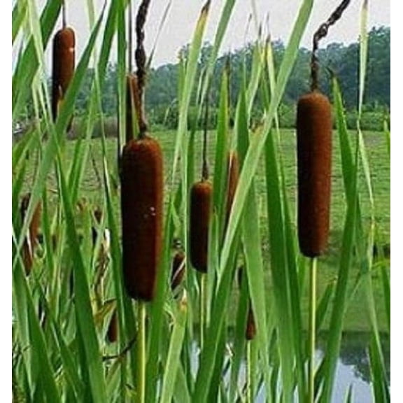 Morebargins 500 Cattail Seeds "Typha latifolia" Plant Seeds