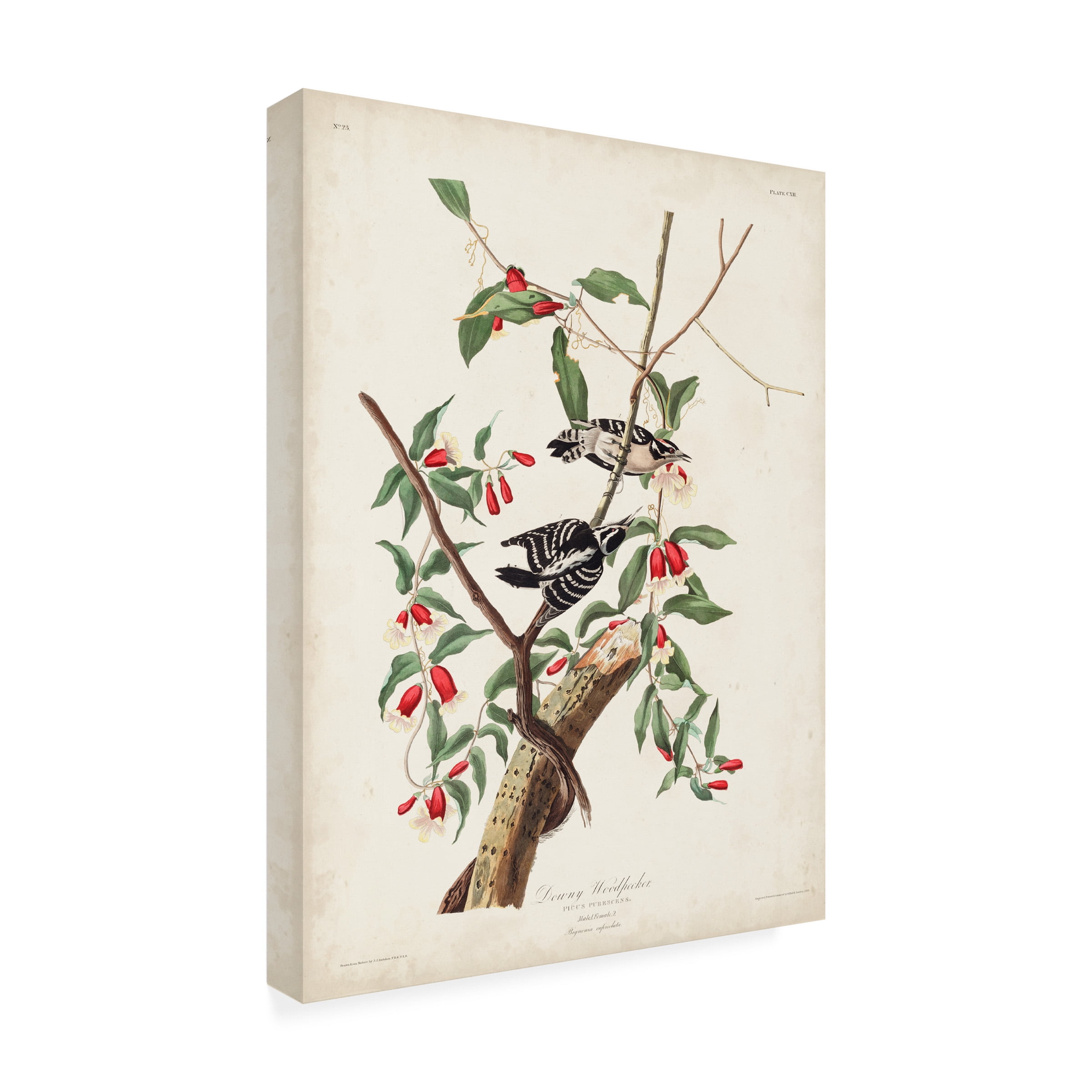 John James Audubon 'Downy Woodpecker' Canvas Art