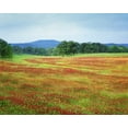 thumbnail image 2 of Flaherty, Dennis 32x26 Black Ornate Wood Framed with Double Matting Museum Art Print Titled - Arkansas Blooming scarlet clover in Boston Mts, 2 of 4