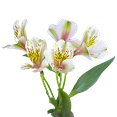 thumbnail image 4 of 80 Stems of Super Select Creme Alstroemerias- Beautiful Fresh Cut Flowers- Express Delivery, 4 of 4