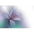 thumbnail image 2 of Nan, Juliana 32x23 White Modern Wood Framed Museum Art Print Titled - Beyond.., 2 of 4