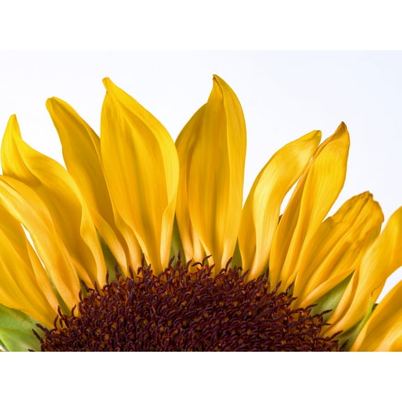 Sunflower Petals Bright Yellow Photo Extra Large XL Wall Art Poster Print