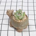 thumbnail image 1 of VONKY 1/2/3 4x Breathable And Luminous Succulent Pots For Plants Water Saving And Drought as shown 1 Pc, 1 of 6