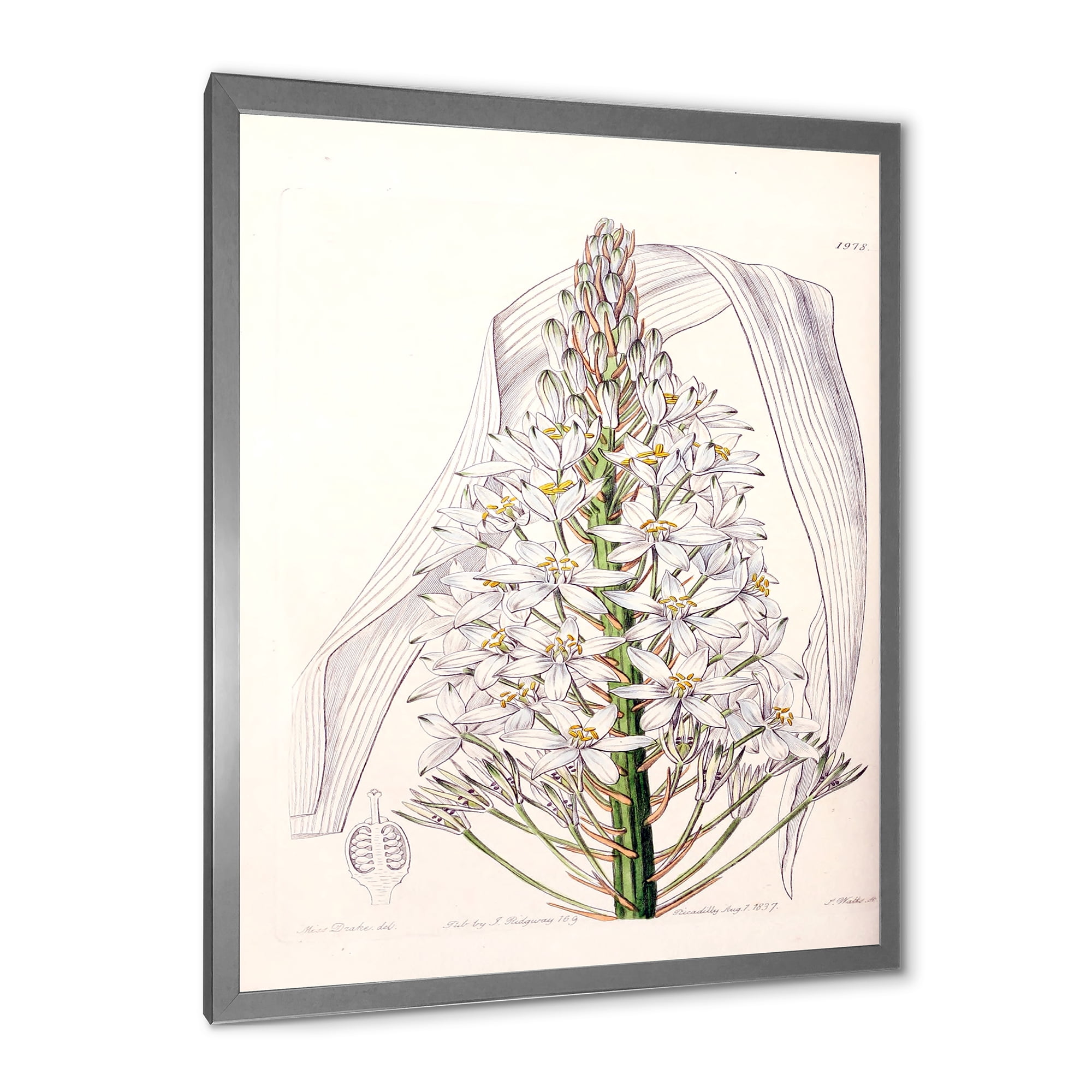 Designart 'White Vintage Orchid I' Traditional Framed Art Print