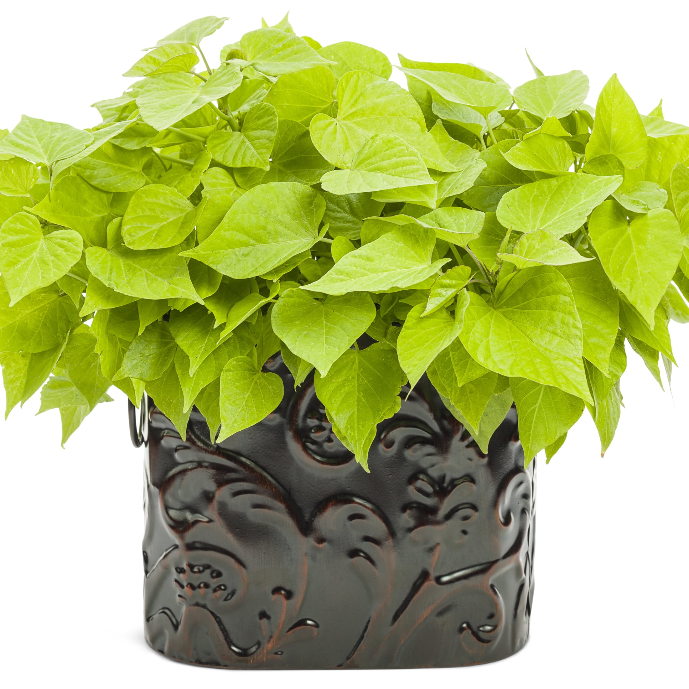 Proven Winners 4" Sweet Caroline Sweetheart Lime Sweet Potato Vine Live Plant in 4.25" Pot (4 Count)