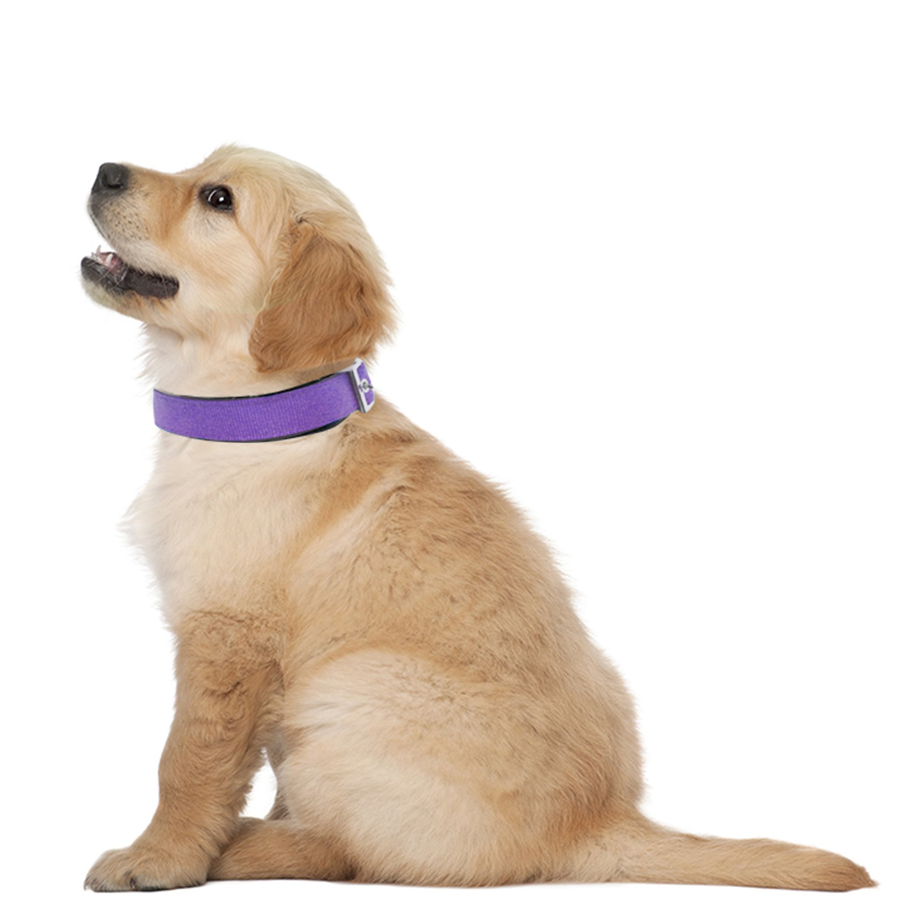 Downtown Pet Supply Padded Dog Collar, Purple, Large photo 7