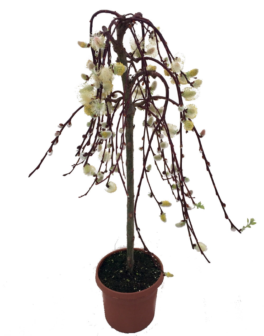 Tree of Enchantment Mini Weeping Pussy Willow Tree - Bonsai or Outdoors-6.