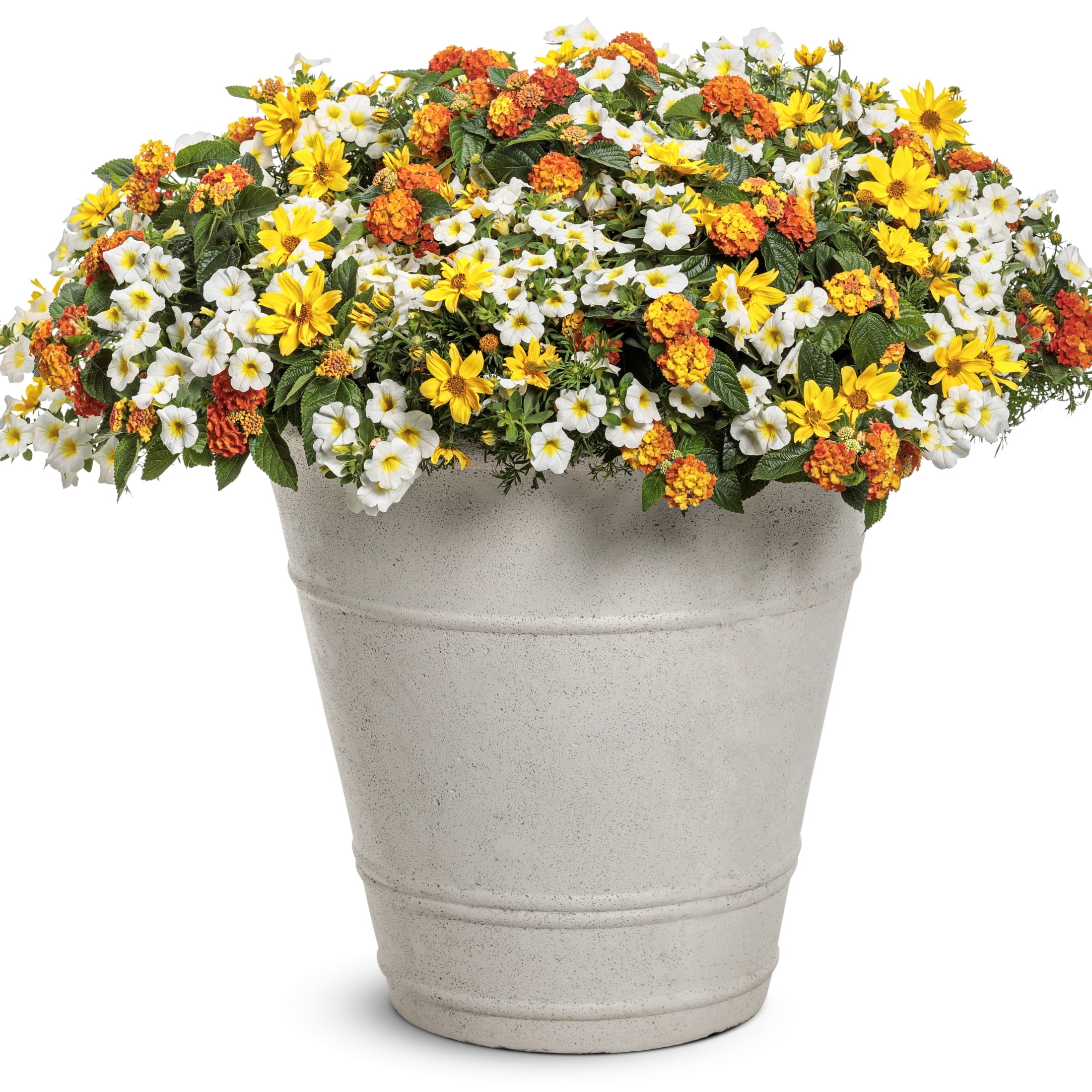 Proven Winners 4" Multicolor Luscious Basket Tangeglow Lantana Live Plant in 4.25" Pot (4 Count)