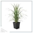 thumbnail image 3 of Live Pink Pampas Grass (Cortaderia selloana) - Showy Perennial Accent Plant - 12" Tall by 6" Wide in 1.5 Qt Pot, 3 of 6