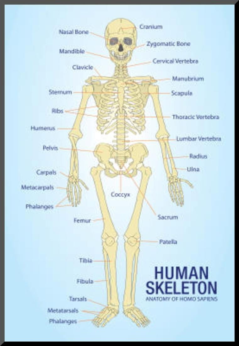 Eye Anatomy Chart Eye Anatomy Chart